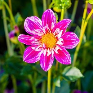 Meet your Posher, Barb